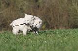 BERGER BLANC - PUPPIES 024